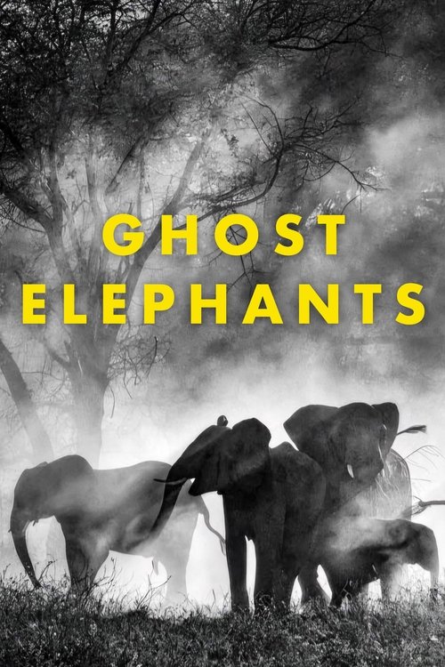 Ghost Elephants