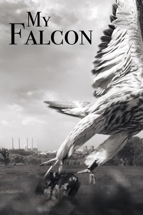 My Falcon