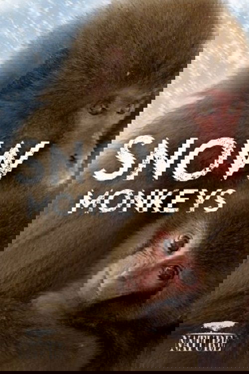 Wild Japan: Snow Monkeys