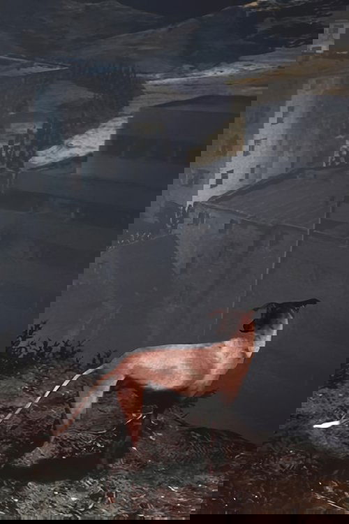 Songs for a Passerby