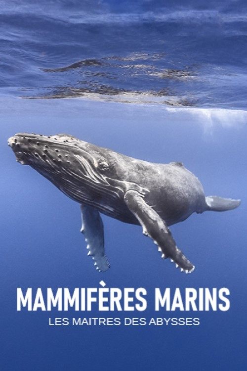 Mammifères marins, les maîtres des abysses