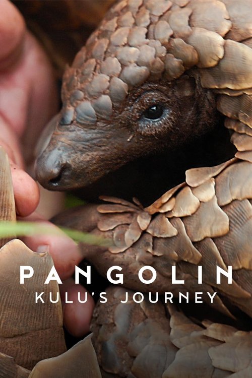Pangolin: Kulu's Journey